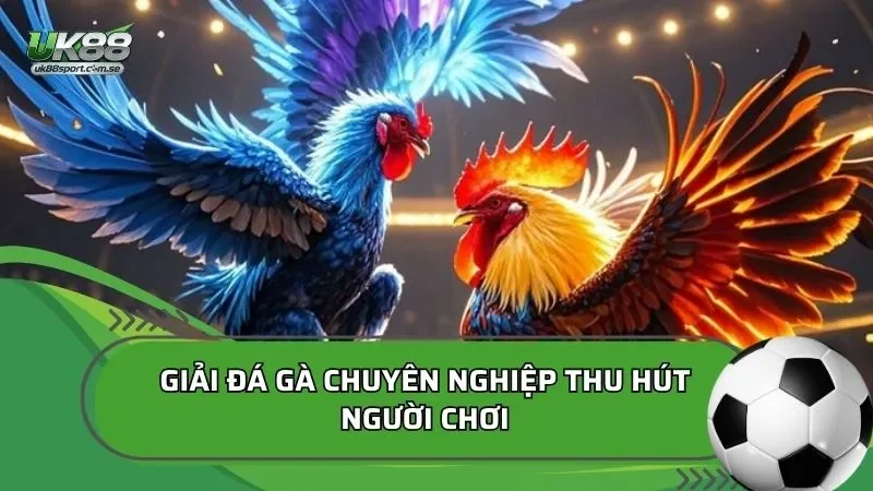 Sảnh đá gà livestream trận đấu rõ nét tỷ lệ cược hấp dẫn